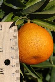              Fruit (Riverside, CA)       