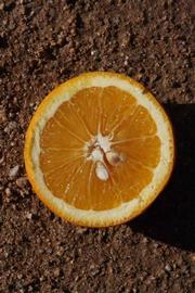              Fruit cross-section (Riverside, CA)       
