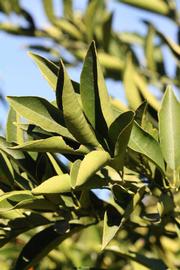              Sun leaves (Riverside, CA)       