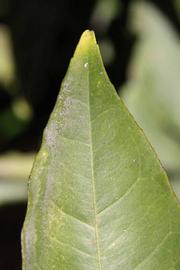              Margin (Riverside, CA)       