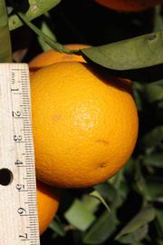              Fruit (Riverside, CA)       