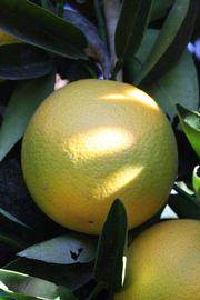              Fruit (Riverside, CA)       