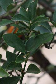              Shade leaves (Riverside, CA)       