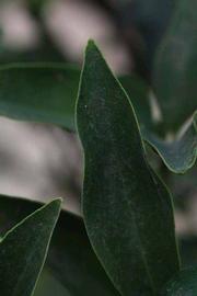              Margin (Riverside, CA)       