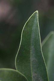              Margin (Riverside, CA)       