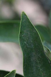              Margin (Riverside, CA)       