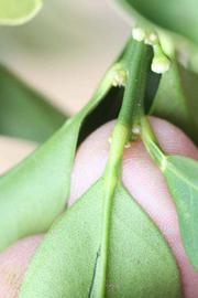              Petiole (Riverside, CA)       