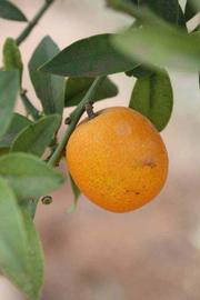            Fruit (Riverside, CA)   