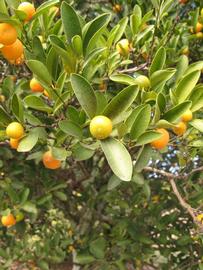            Sun leaves (Winter Haven, FL)   