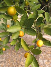            Sun leaves (Winter Haven, FL)   