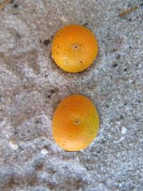              Fruit (Winter Haven, FL)       