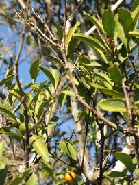            Sun leaves (Winter Haven, FL)   