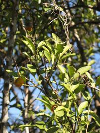            Sun leaves (Winter Haven, FL)   