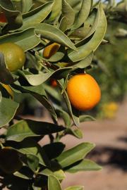              Fruit (Riverside, CA)       