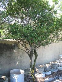              Habit (Winter Haven, FL)       