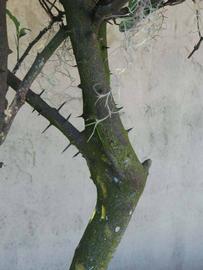              Bark (Winter Haven, FL)       