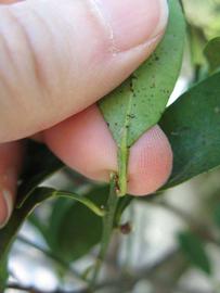              Petiole (Winter Haven, FL)       