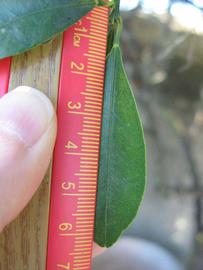              Unifoliolate leaf (Winter Haven, FL)       
