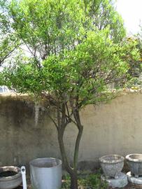            Habit (Winter Haven, FL)   