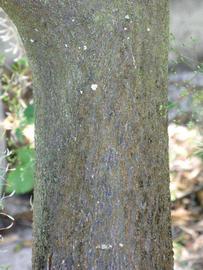            Bark (Winter Haven, FL)   