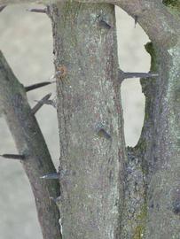            Bark (Winter Haven, FL)   