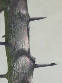              Second - third year twig (Winter Haven, FL)       