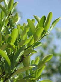              Sun leaves (Winter Haven, FL)       