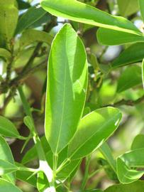              Sun leaves (Winter Haven, FL)       