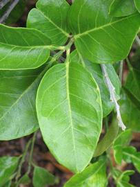              Sun leaves (Riverside, CA)       
