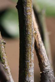              Second - third year twig (Riverside, CA)       