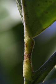              Petiole (Riverside, CA)       