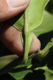              Petiole (Riverside, CA)       