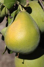            Fruit (Riverside, CA)   