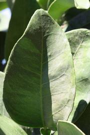              Unifoliolate leaf (Riverside, CA)       