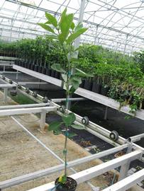            Habit (Phillip Rucks Citrus Nursery, Frostproof, FL)   