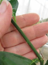              First year twig (Phillip Rucks Citrus Nursery, Frostproof,   FL)       