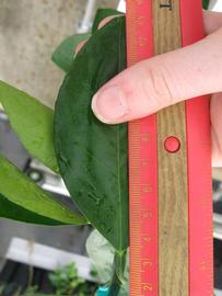              Unifoliolate leaf (Phillip Rucks Citrus Nursery, Frostproof,   FL)       