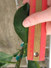              Unifoliolate leaf (Phillip Rucks Citrus Nursery, Frostproof,   FL)       