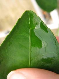              Margin (Phillip Rucks Citrus Nursery, Frostproof, FL)       