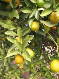            Sun leaves (Winter Haven, FL)   