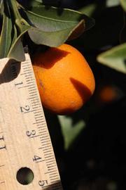              Fruit (Riverside, CA)       