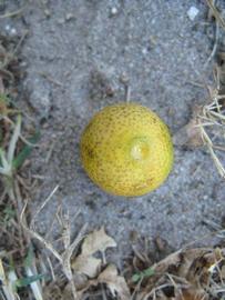              Fruit (Winter Haven, FL)       