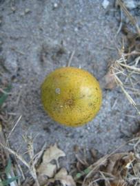              Fruit (Winter Haven, FL)       