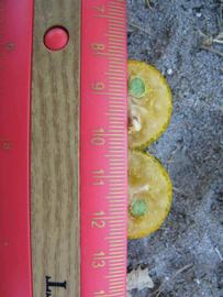              Fruit cross-section (Winter Haven, FL)       