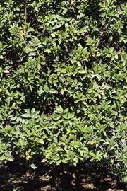            Habit (Riverside, CA)   