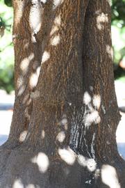            Bark (Riverside, CA)   