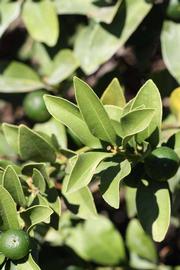              Sun leaves (Riverside, CA)       