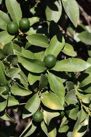              Sun leaves (Riverside, CA)       