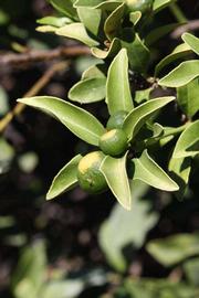              Sun leaves (Riverside, CA)       