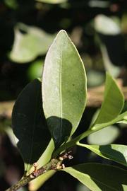             Unifoliolate leaf (Riverside, CA)       